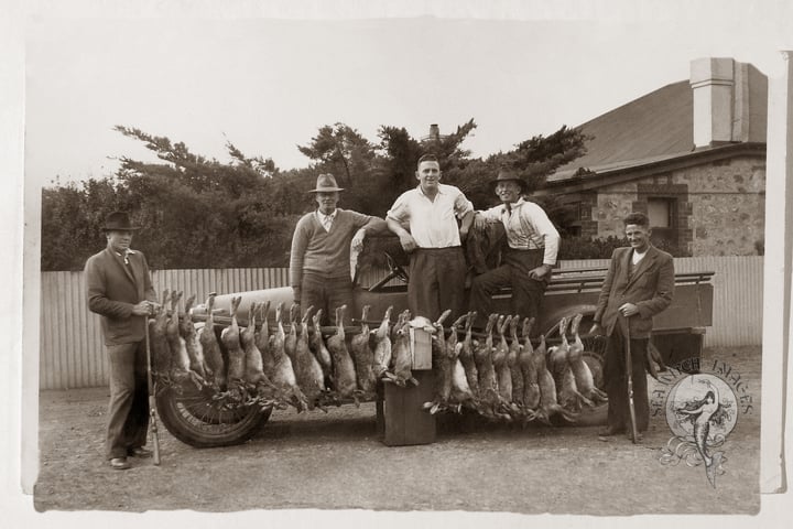 Rabbit Hunting Expedition at Emu Downs Station, 1936