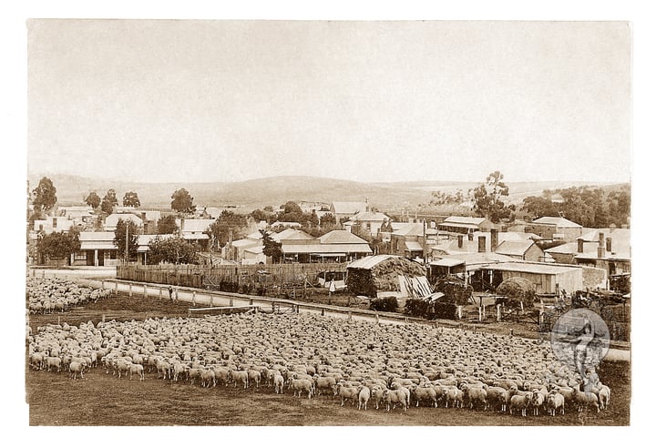 Sheep Flock in Early Saddleworth Township, South Australia, circa 1900